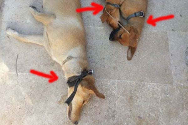Ρέθυμνο: Βρήκαν τον δράστη που κρέμασε 3 σκυλιά